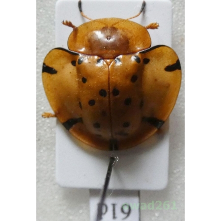 Cassidae sp. Philippines61d